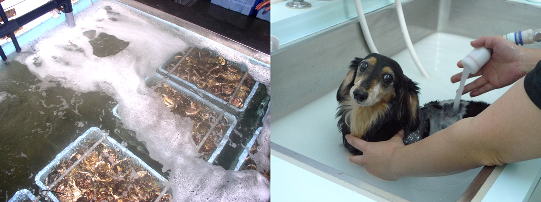 牡蠣の洗浄、ペットのシャンプーの様子